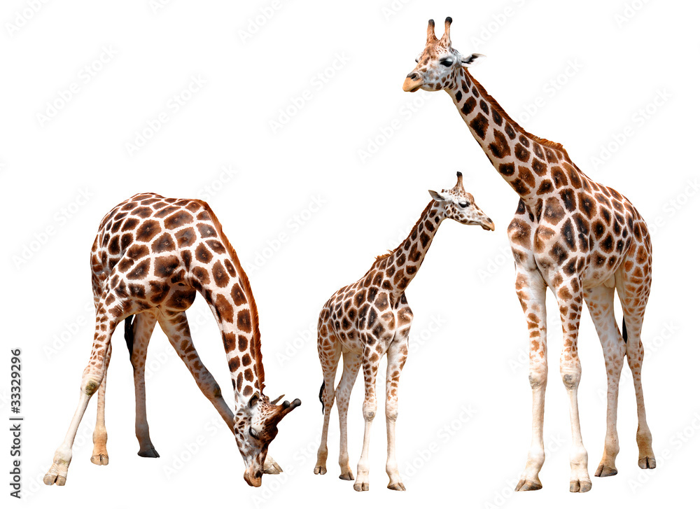 Naklejka premium giraffes isolated