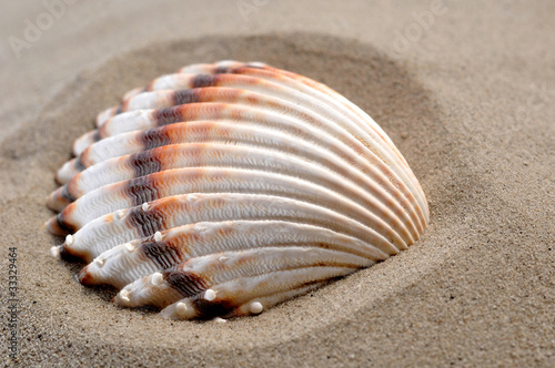 shells on the sand