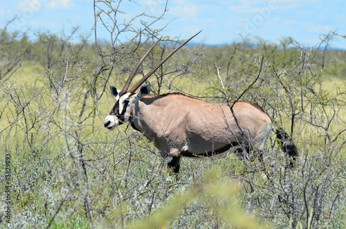 Fototapeta Naklejka Na Ścianę i Meble -  oryx in its habitat