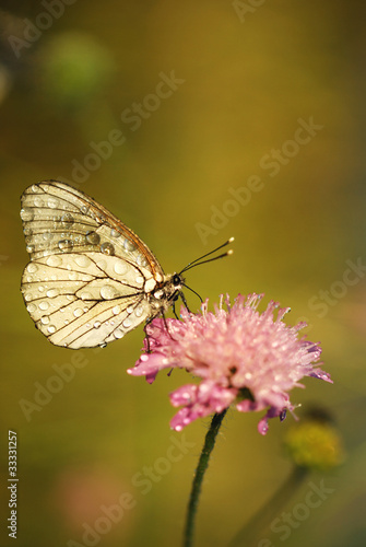 Butterfly © Svetoslav Radkov