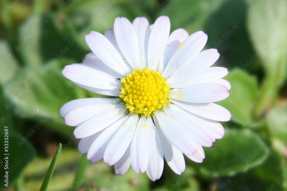 Gänseblümchennahaufnahme - Gänseblümchen auf der Wiese Gänseblümchennahaufnahme - Gänseblümchen auf der Wiese