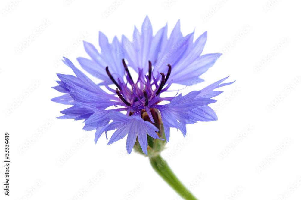 Cornflower. Cornflower.