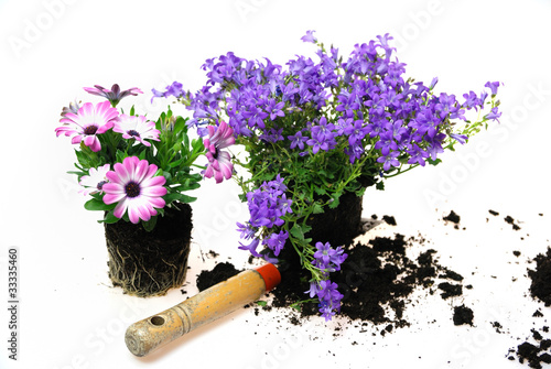 Campanula und Osteospermum