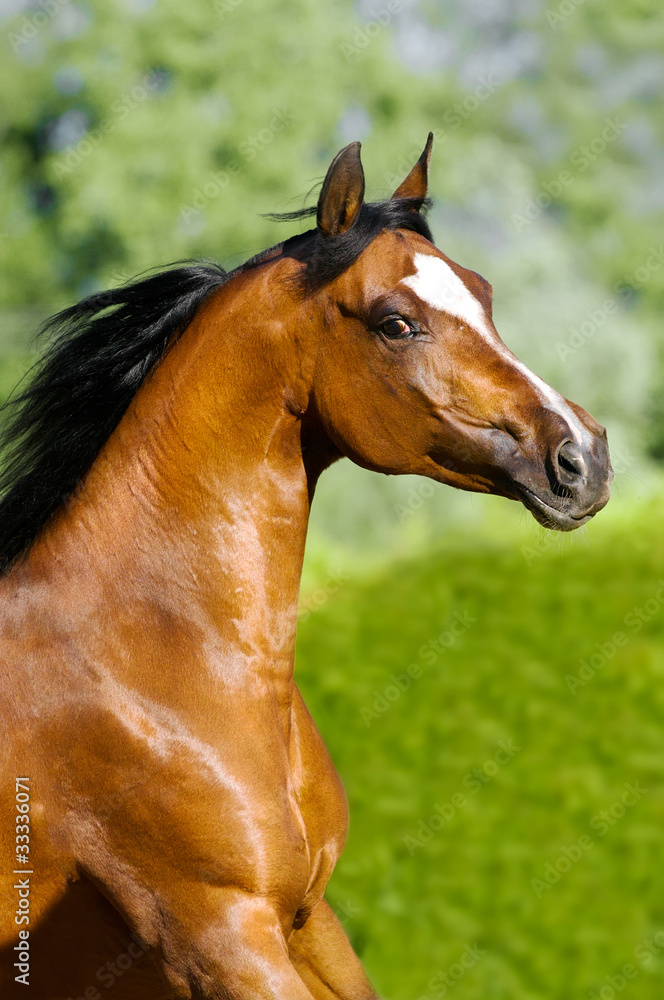 bay arabian horse portrait in motion bay arabian horse portrait in motion