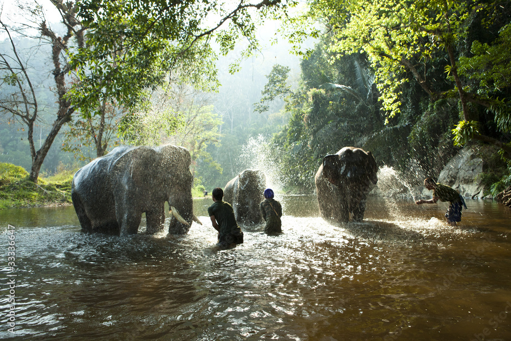 Asian elephant Asian elephant