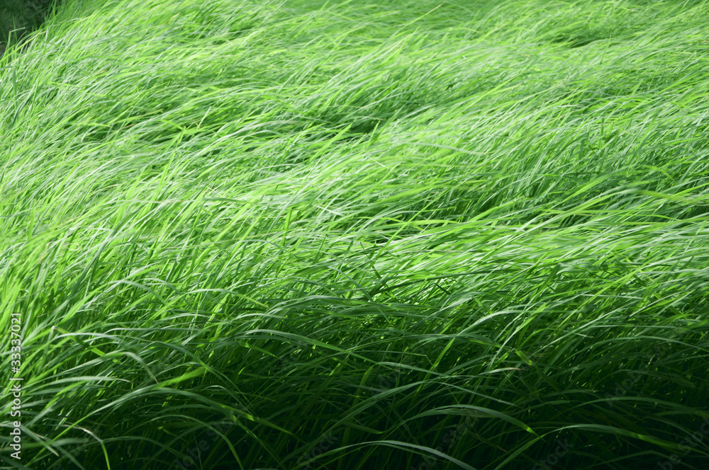rice farm rice farm