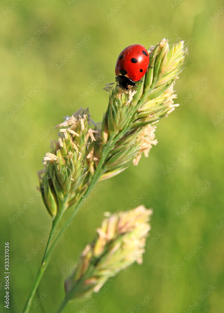 The ladybird sits on a grass The ladybird sits on a grass