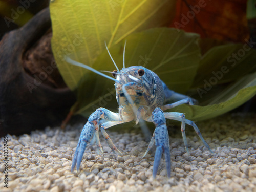 Blauer Floridakrebs