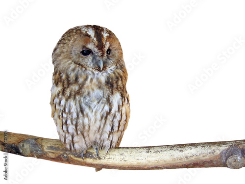 Isolated owl