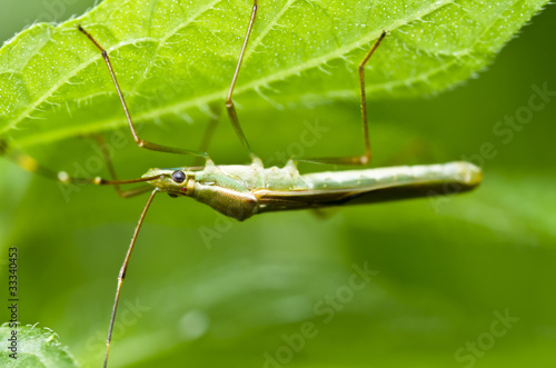 long legs dad macro safe the world protect nature photo