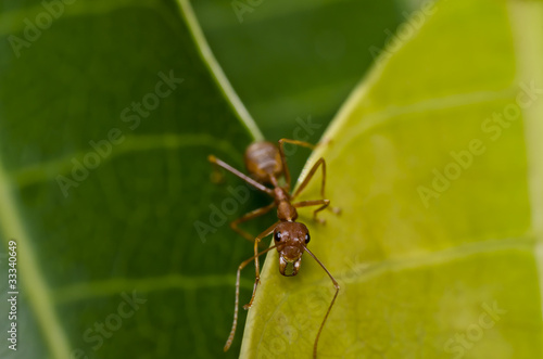 red ant on green leaf safe the world protect nature © sweetcrisis