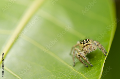 spider on green leaf safe the world protech nature