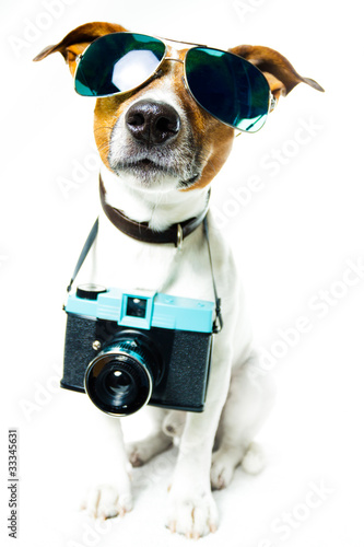 dog photo camera photo