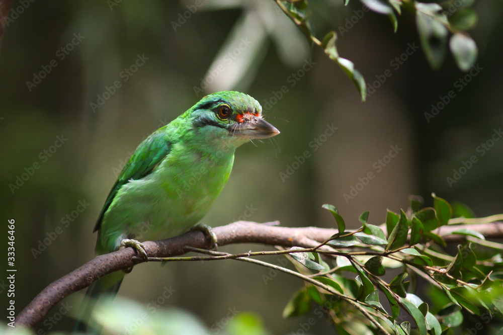 Moustached Barbet.JPG