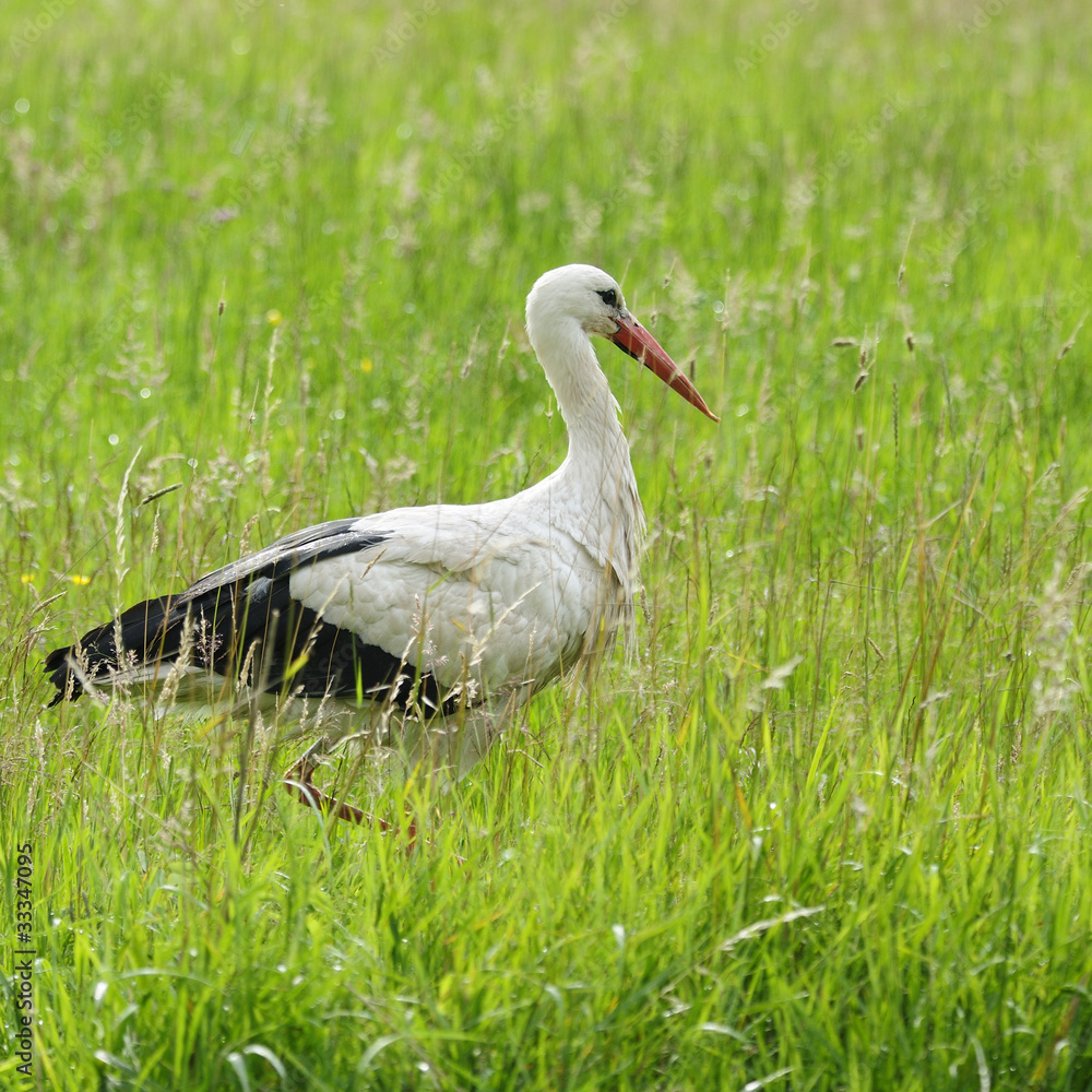 Naklejka premium Storch