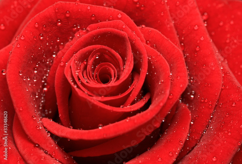 Close up of dark red rose with water droplets