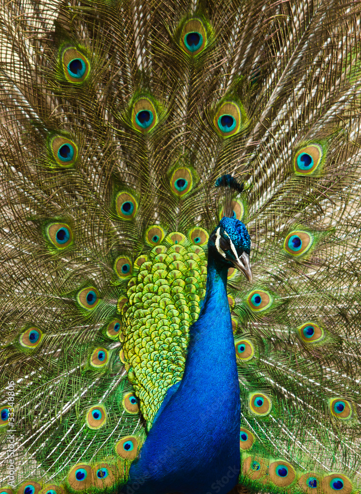 Obraz premium Pfau (Pavo cristatus)