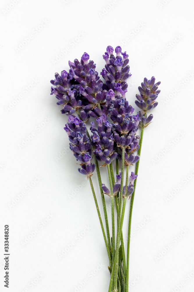 Naklejka premium lavendelblüten