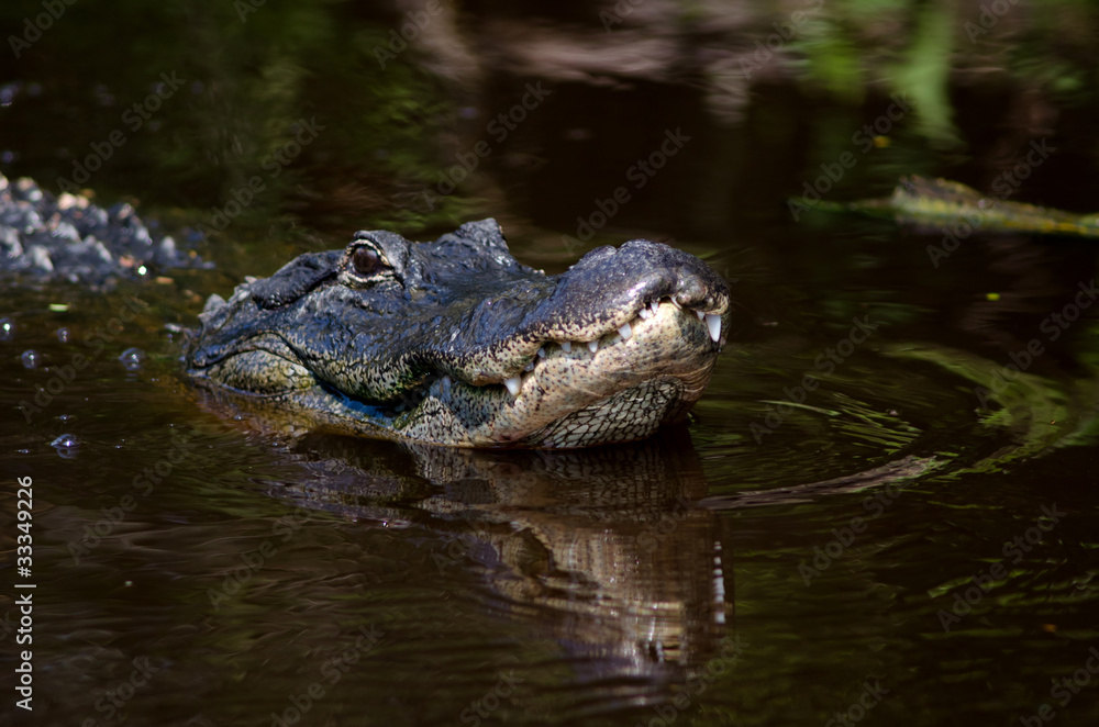 Large alligator in Florida swamp