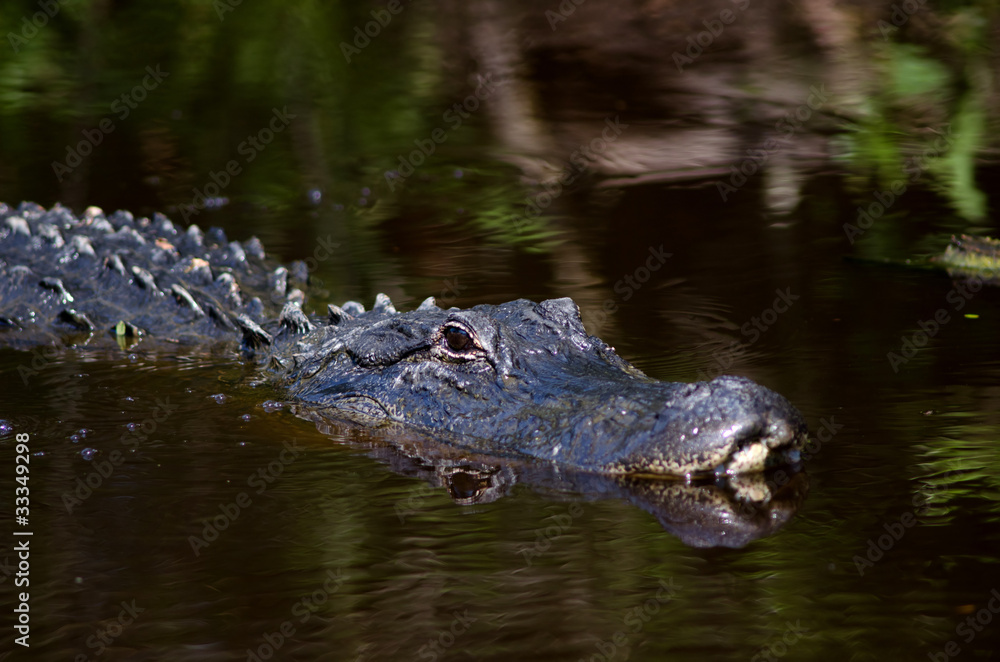 Fototapeta premium Large alligator in Florida swamp