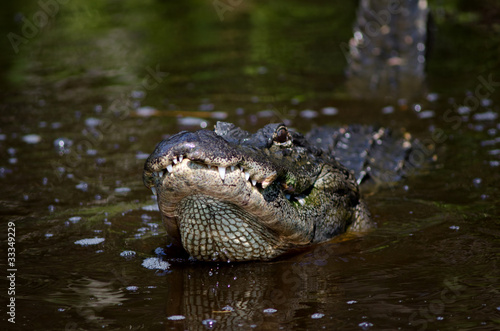 Large alligator in Florida swamp © Tony Campbell