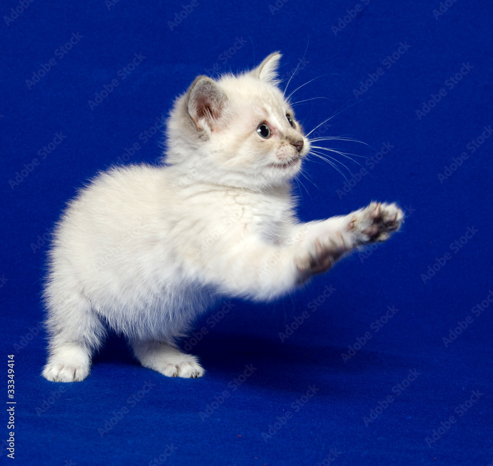 Cute kitten on blue background