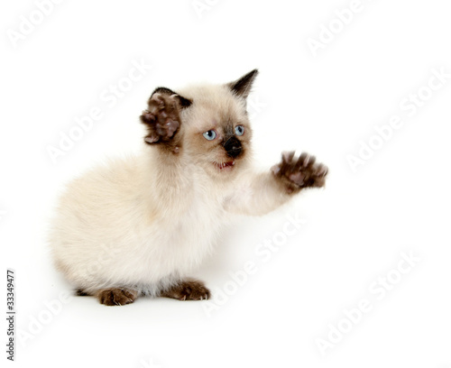 Cute kitten playing © Tony Campbell