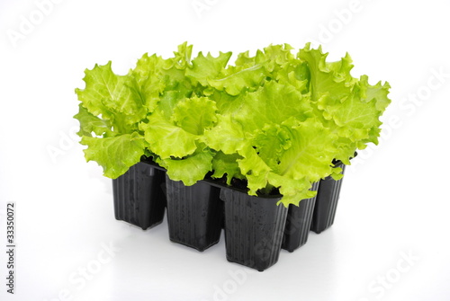 piantine di insalata pronte al trapianto