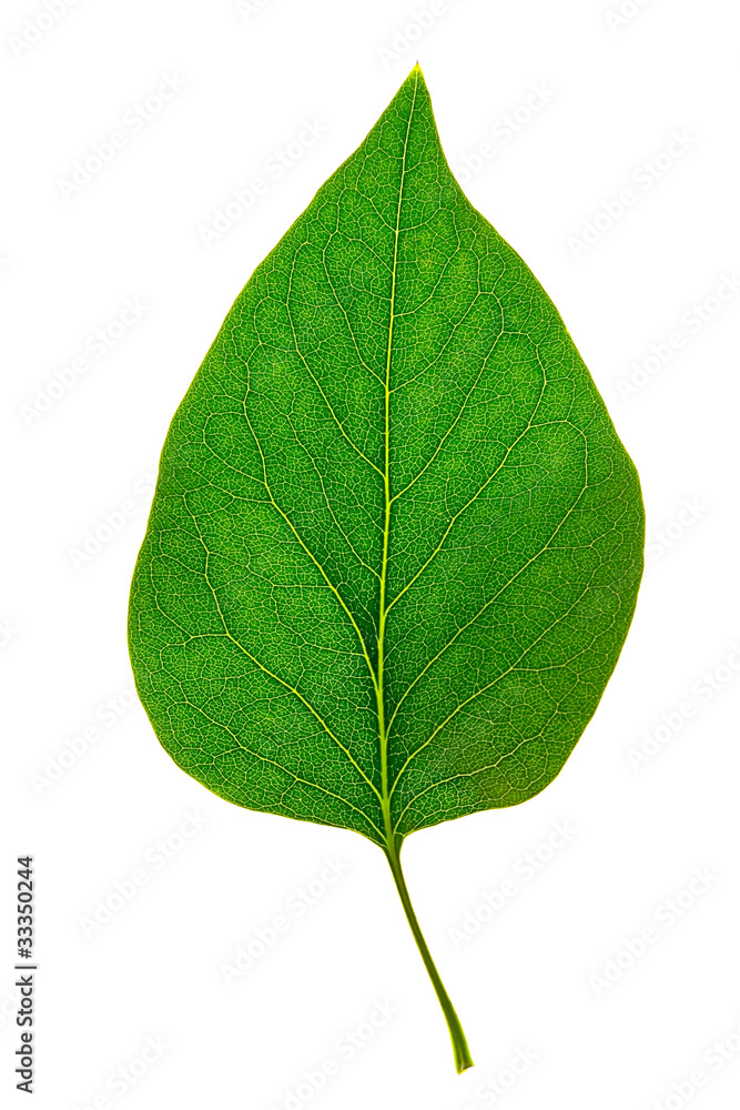 Obraz premium A perfect green leaf of lilac