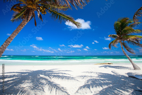 Coconut palms at beach