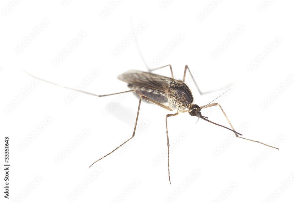 Mosquito filled with blood isolated on white background Mosquito filled with blood isolated on white background