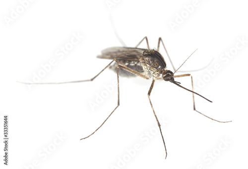 Mosquito filled with blood isolated on white background