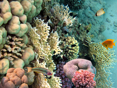 Photo of a coral colony, Red Sea, Egypt #33352010