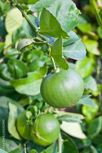 Green lemons on tree.