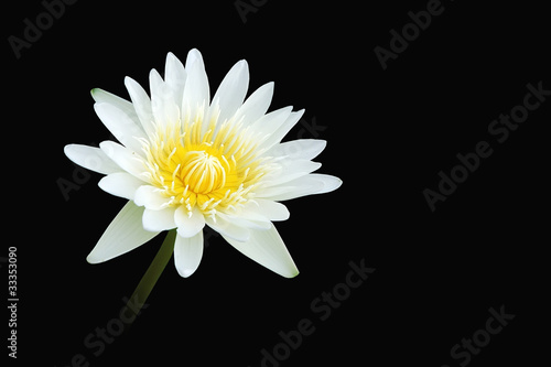 Fototapeta Naklejka Na Ścianę i Meble -  Lotus flower