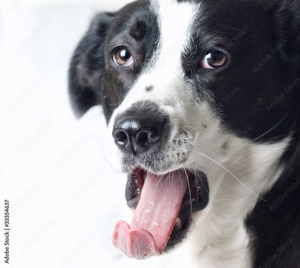 Portrait of border collie dog with white background Portrait of border collie dog with white background