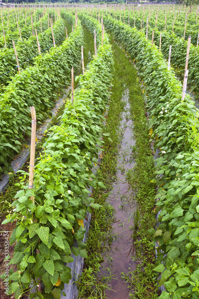 Vegetable Farm