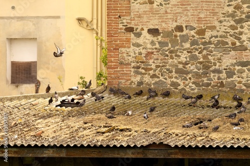 Quadro em tela Volando sui tetti