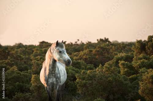 Beauttiful close up of New Forest pony horse bathed in fresh daw photo