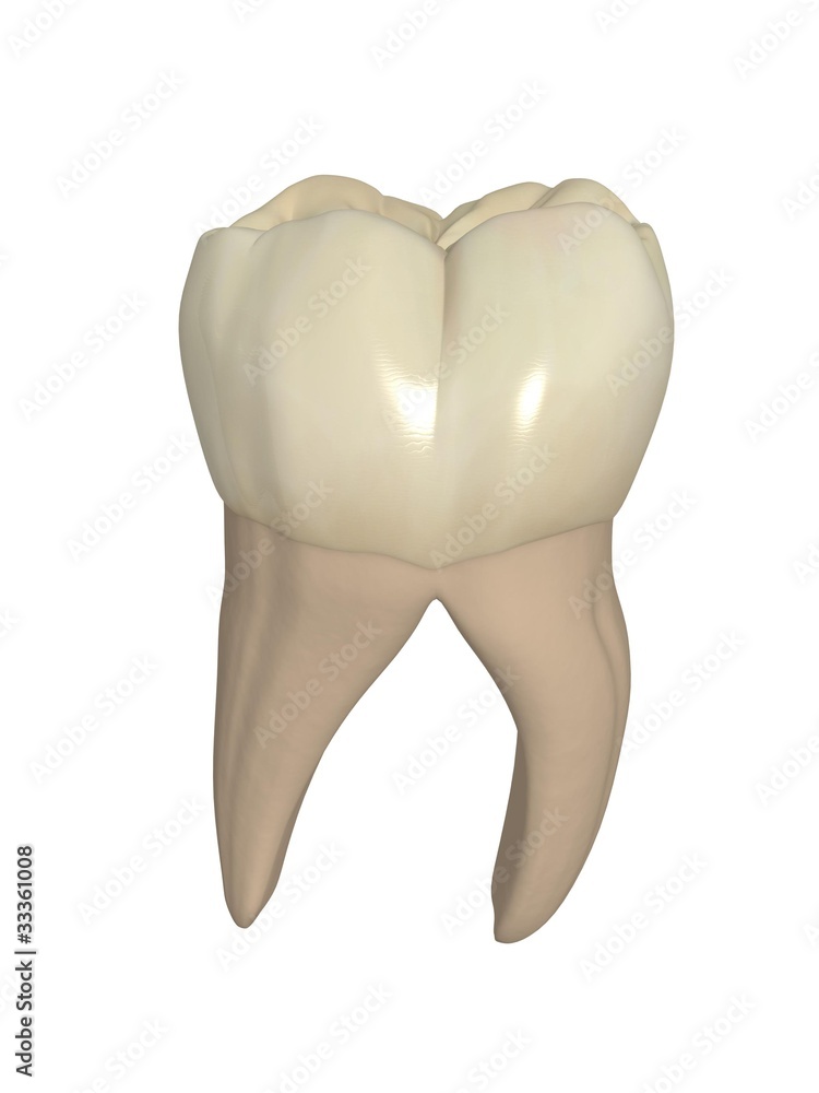 第一大臼歯 第一大臼歯 Images – Browse 55 Stock Photos, Vectors, and