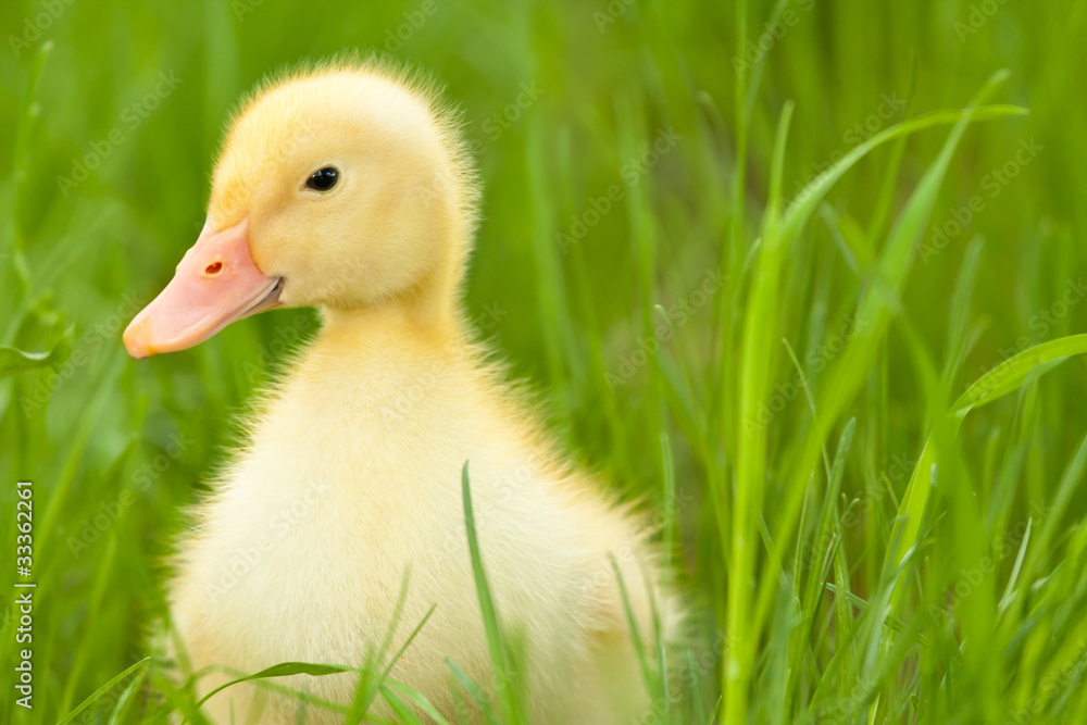 Little duckling Little duckling