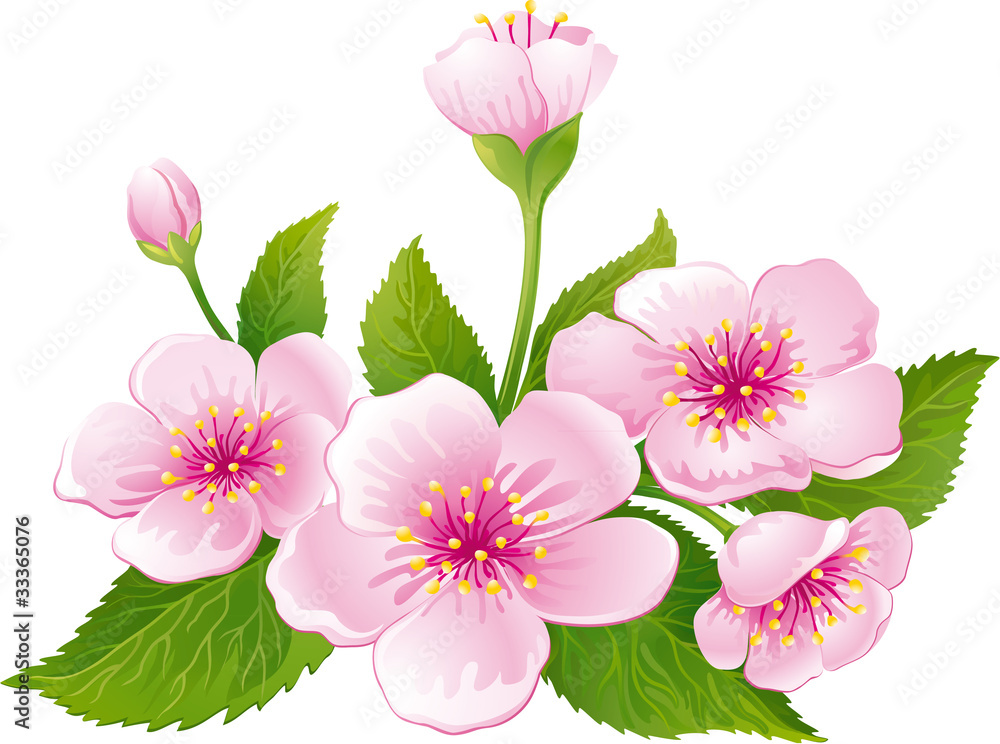 Fototapeta premium Cherry blossom