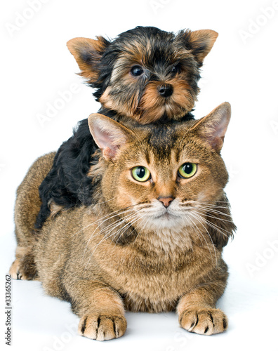 Cat and puppy  in studio