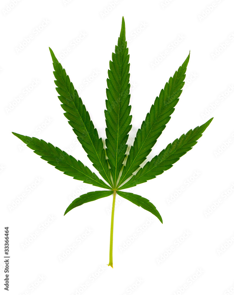 Green leaf of hemp (cannabis) isolated on white Green leaf of hemp (cannabis) isolated on white