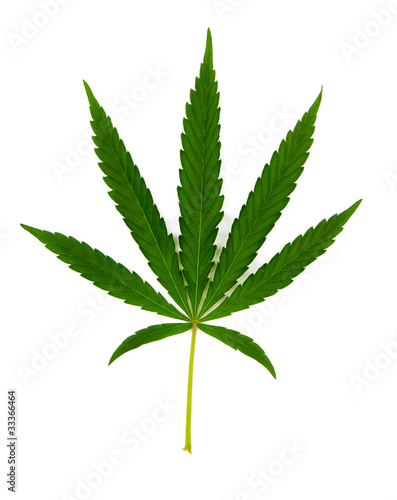 Green leaf of hemp (cannabis) isolated on white © Coprid