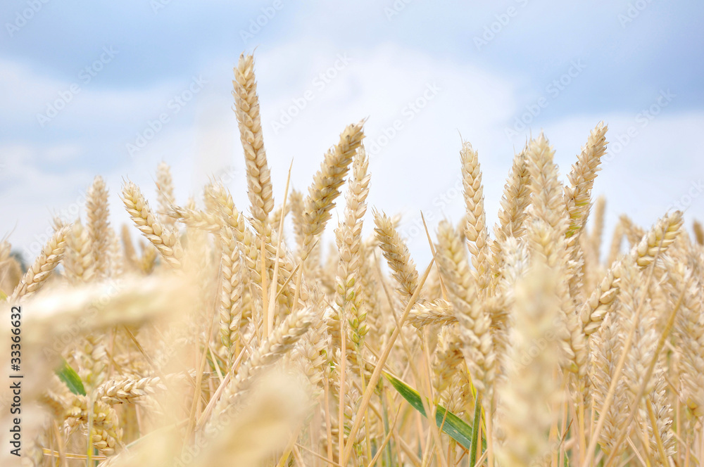 Fototapeta premium Grain field