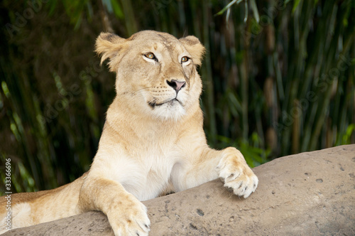 Lioness