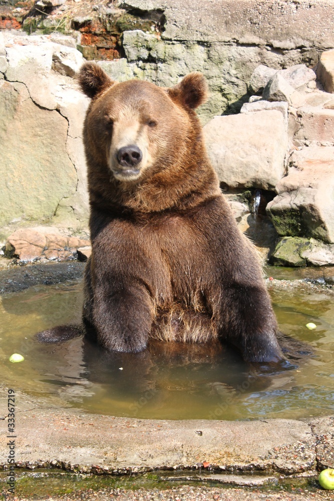 Obraz premium животные