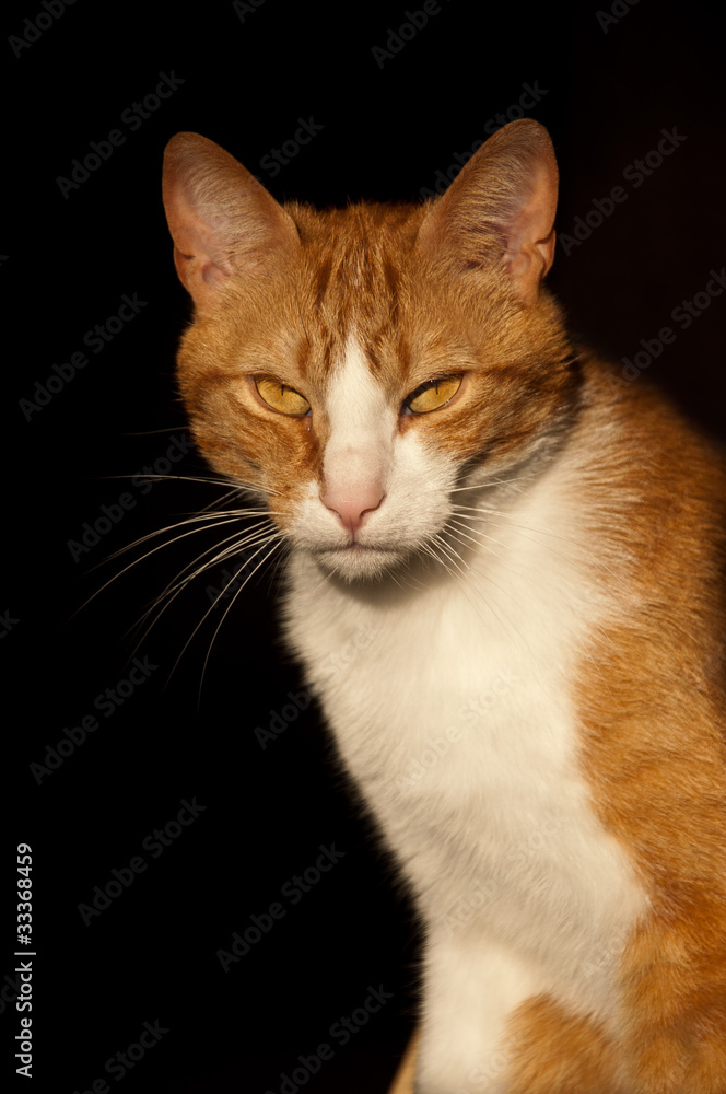 chat chat