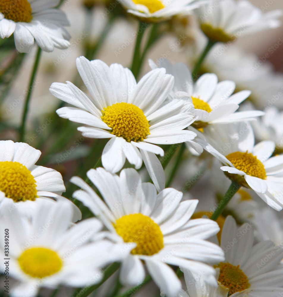 Fototapeta premium Margeriten